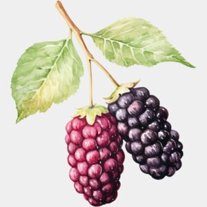 Mulberry 2 Thumbnail