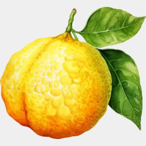 Ugli Fruit Thumbnail